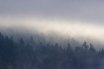 Trees Through Morning Fog